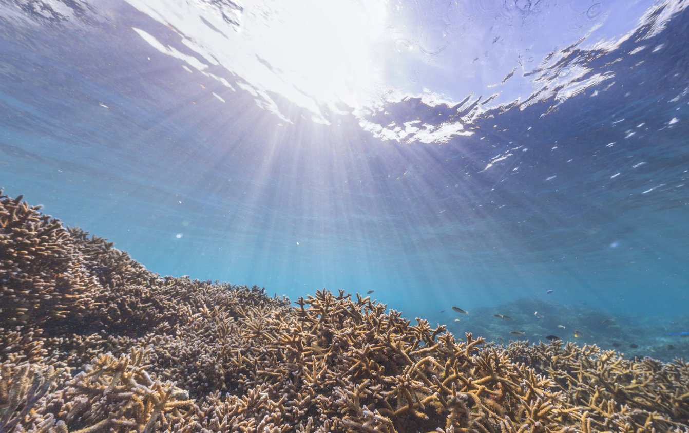 A coral reef captured for Underwater Street View.